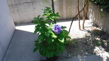 DSCF4597.JPG